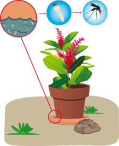 Changer l'eau des plantes et des fleurs